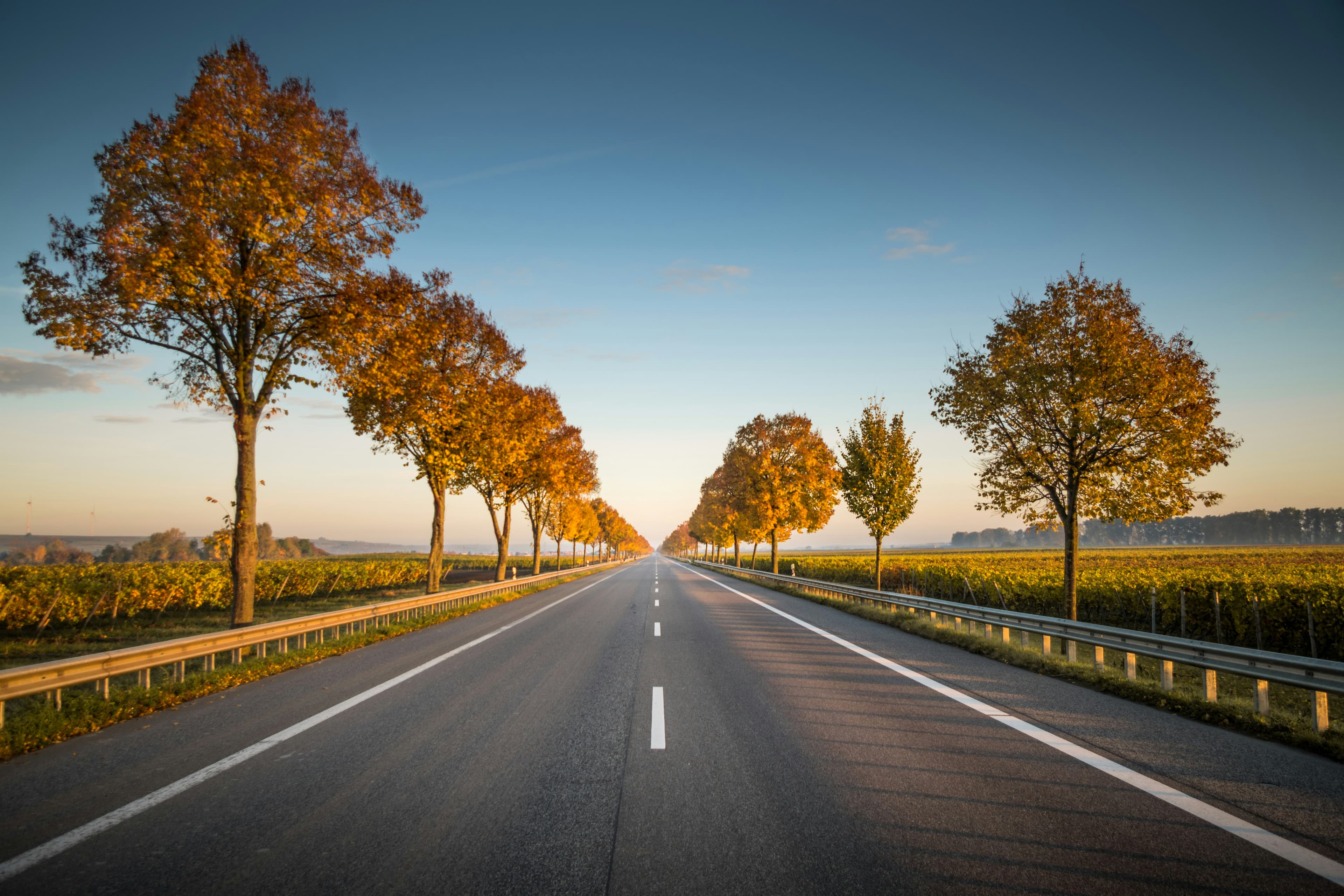 Open road lined with autumn trees at sunrise